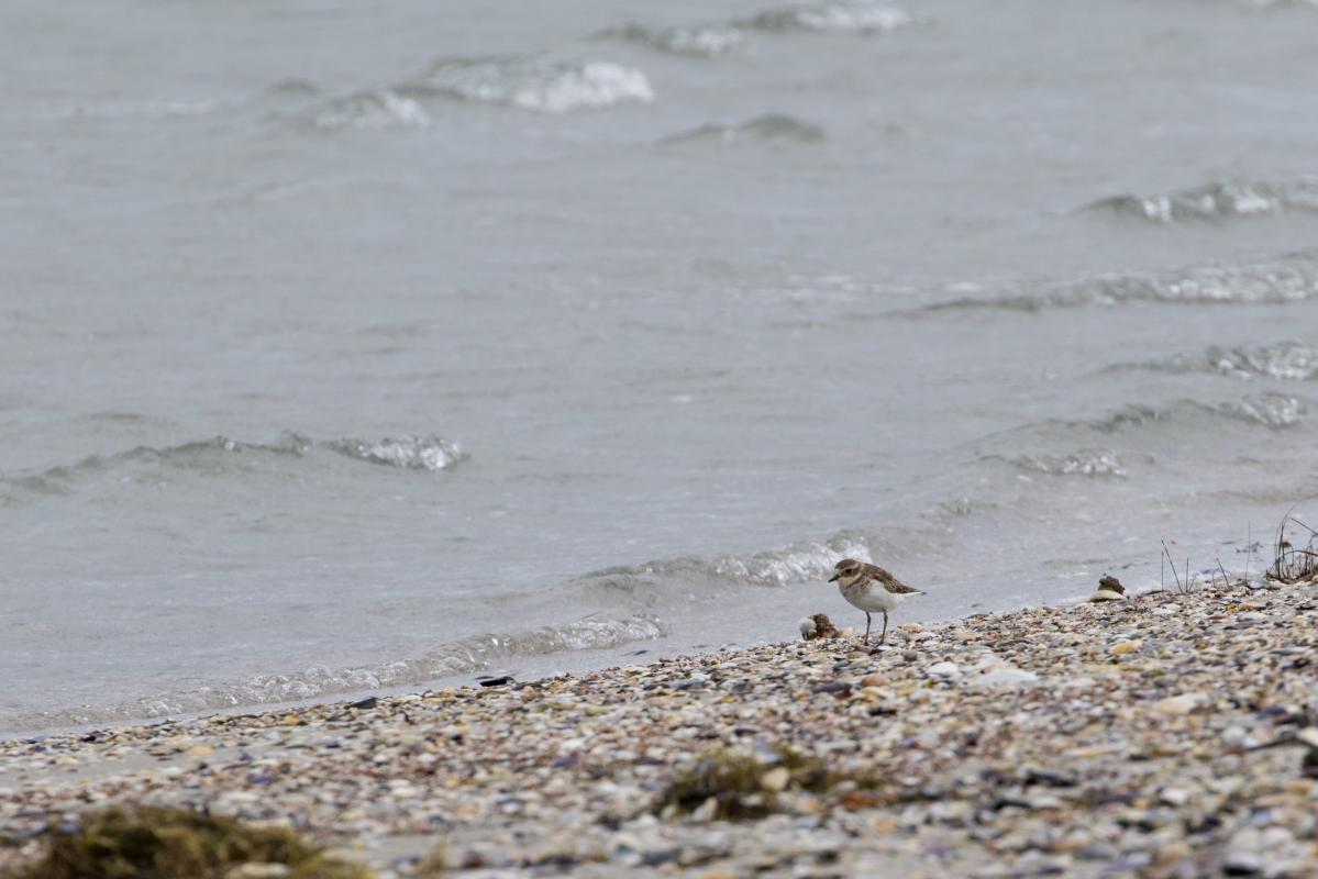 Double-banded plover (Charadrius bicinctus), Swan Island, Victoria, Australia, 2016-03-19 Double-banded plover (Charadrius bicinctus)